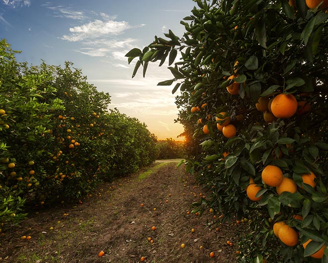 agriculture