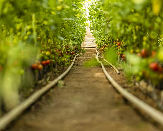 agriculture